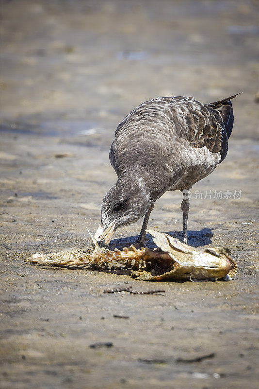 太平洋鸥(太平洋Larus pacificus)